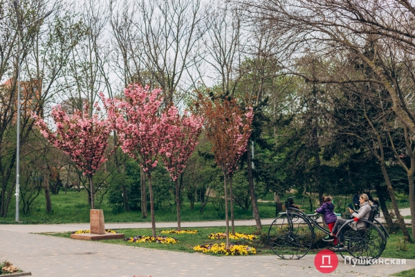 Место для красивых фото: в парке Победы в Одессе зацвела сакура. Фото