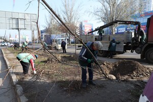 Одесситы продолжают высаживать 1000 акаций: как присоединиться