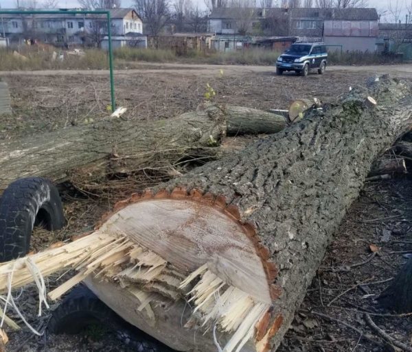 Некто спилил четыре тополя в Аккермане и будет наказан 