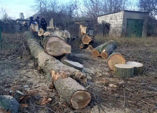 Некто спилил четыре тополя в Аккермане и будет наказан 