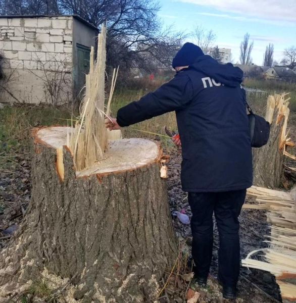 Некто спилил четыре тополя в Аккермане и будет наказан 
