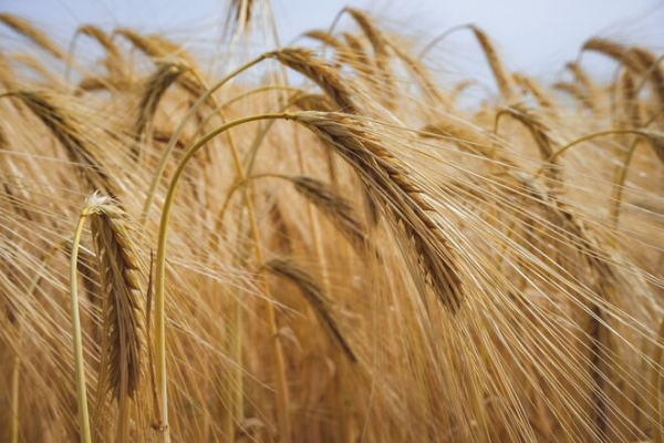 
В Украине отменили стандарты в сфере зерна и зернопродуктов
