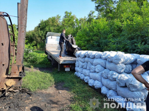Спустя два года: в суд ушло дело о масштабной вырубке леса в Одесской области 