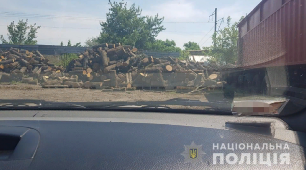 Спустя два года: в суд ушло дело о масштабной вырубке леса в Одесской области 