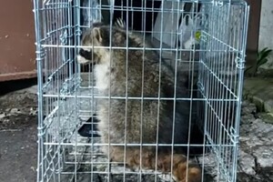 В Одесском зоопарке поселился енот Сеня, которого спасли зоозащитники 