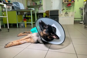 В Одессе лечат овчарку, раненную во время обстрела Херсонской области