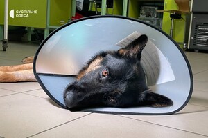 В Одессе лечат овчарку, раненную во время обстрела Херсонской области