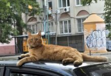Завершение июля и первый день августа: какая погода будет в Одессе на следующей неделе