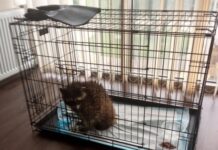 Судьба енота из «Биопарка» Одессы: экологи отреагировали на слухи о пострадавшем животном